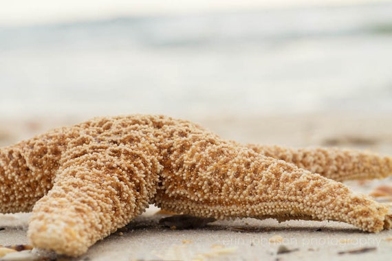 a starfish is laying on the sand at the beach