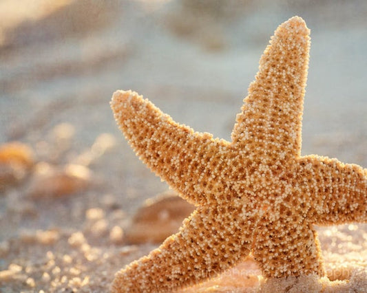 Tranquility | Starfish Beach Photography Print