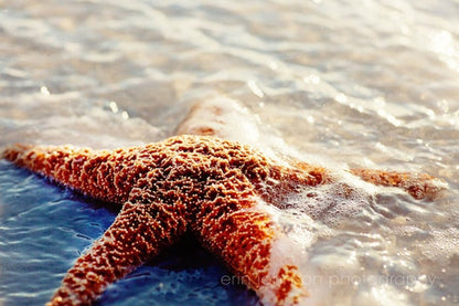 a starfish laying on top of a sandy beach