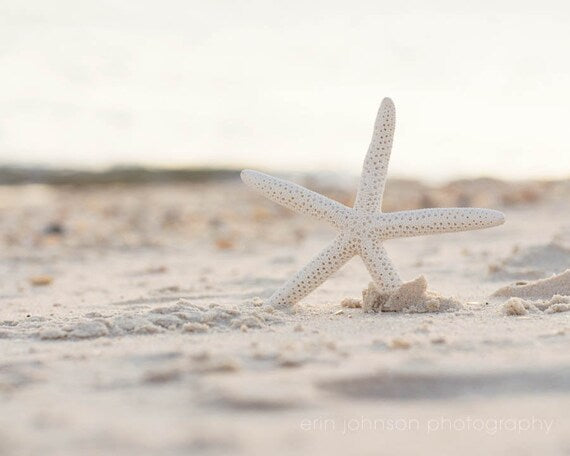 a white starfish on a sandy beach