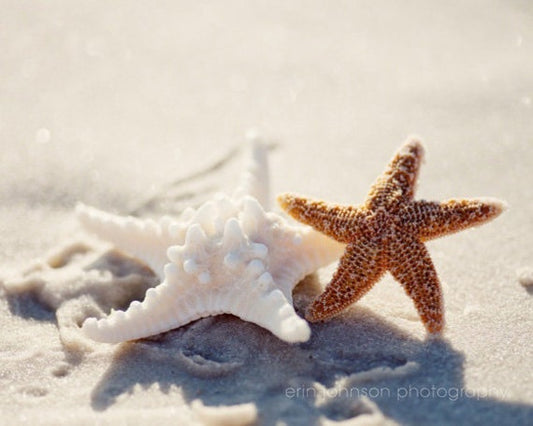 a starfish and a seashell on a sandy beach