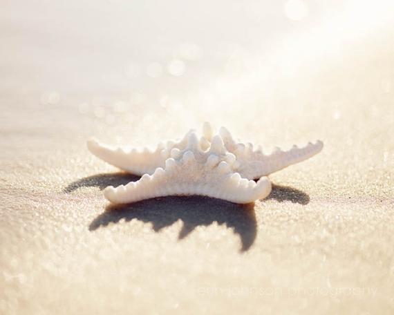 a white starfish shell on a sandy beach