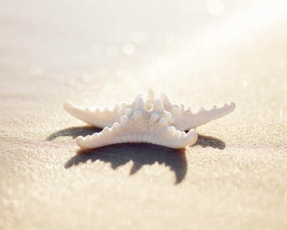 The Starfish | Beach Landscape Photography