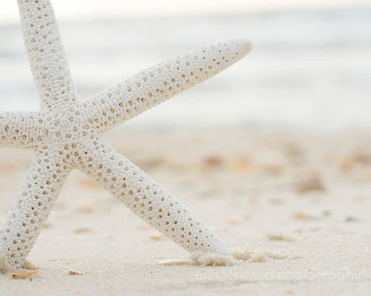 a close up of a starfish on a beach