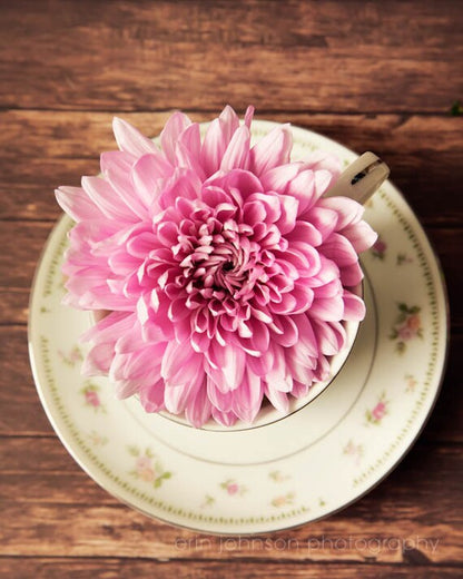 a pink flower sitting on top of a white plate