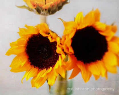 Ray of Sunshine | Sunflower Photography Print