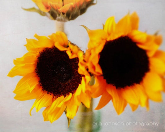 two yellow sunflowers in a glass vase