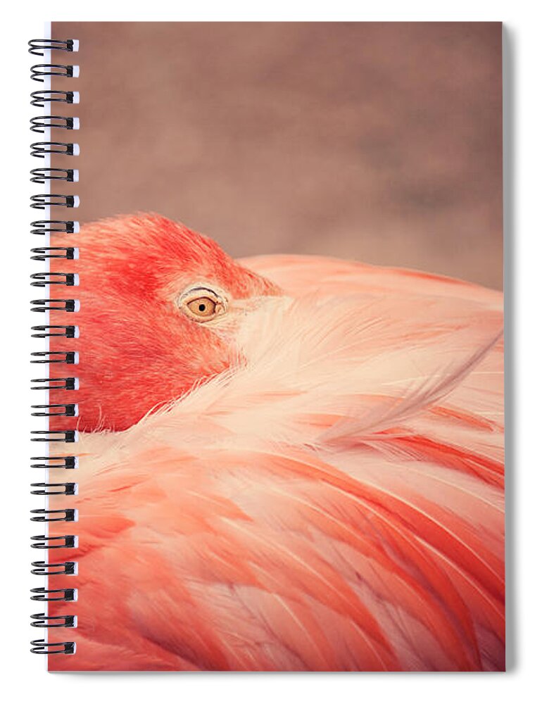 The Resting Flamingo - Spiral Notebook