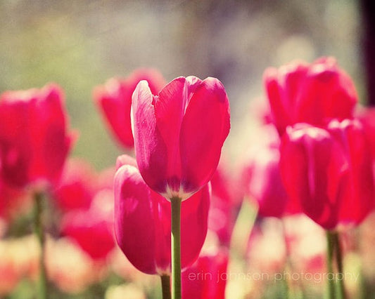 Tiptoe Through the Red Tulips | Flower Photography