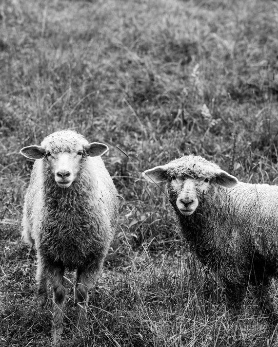 a couple of sheep standing on top of a grass covered field