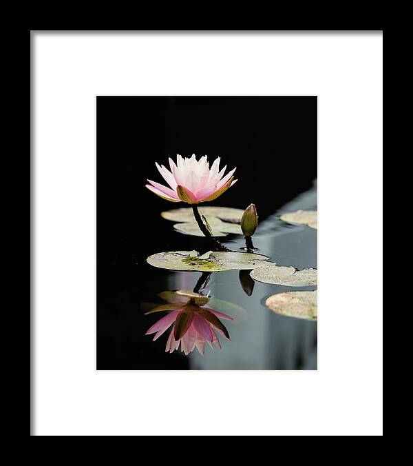 Waterlily Reflection - Framed Print