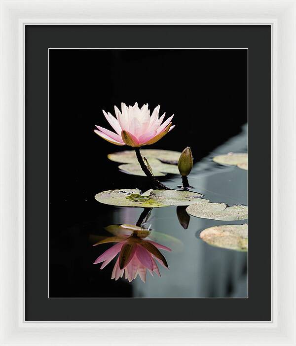 Waterlily Reflection - Framed Print