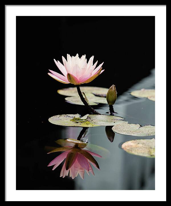 Waterlily Reflection - Framed Print