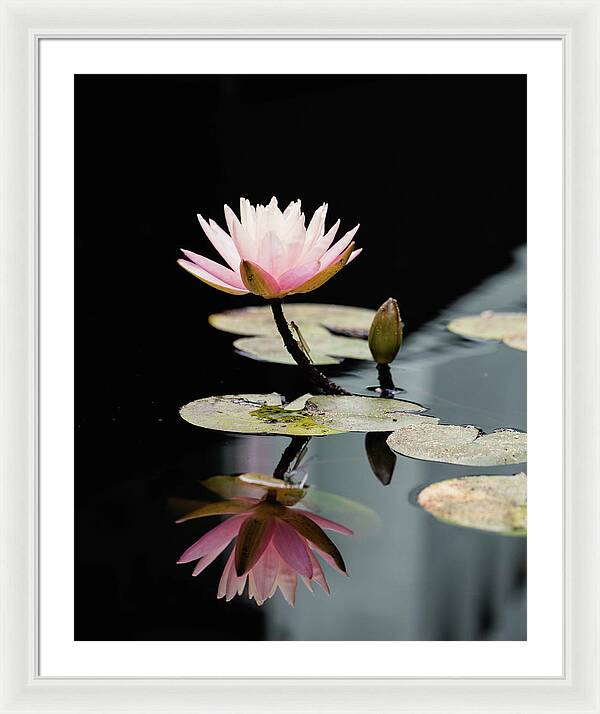 Waterlily Reflection - Framed Print