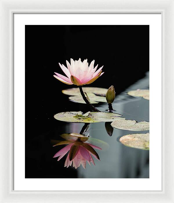 Waterlily Reflection - Framed Print