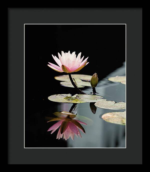 Waterlily Reflection - Framed Print