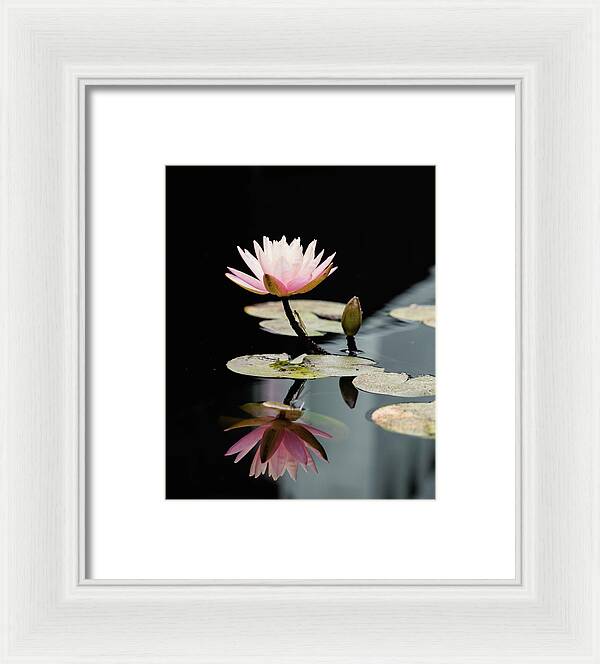 Waterlily Reflection - Framed Print