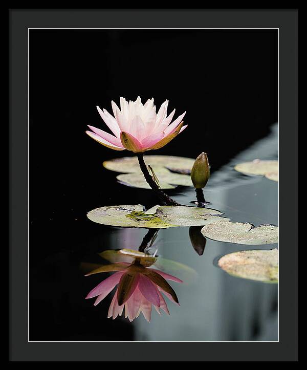 Waterlily Reflection - Framed Print