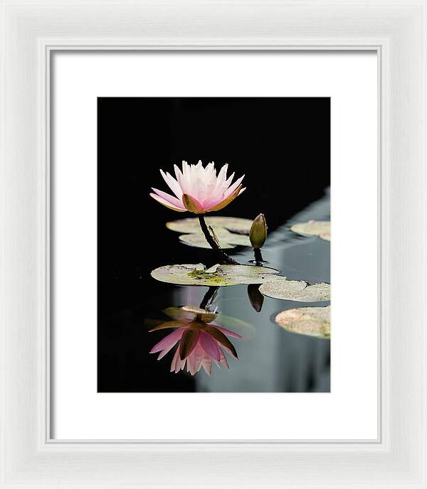 Waterlily Reflection - Framed Print