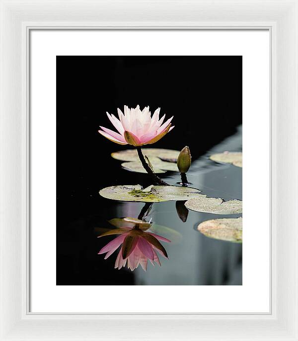 Waterlily Reflection - Framed Print