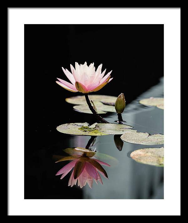 Waterlily Reflection - Framed Print