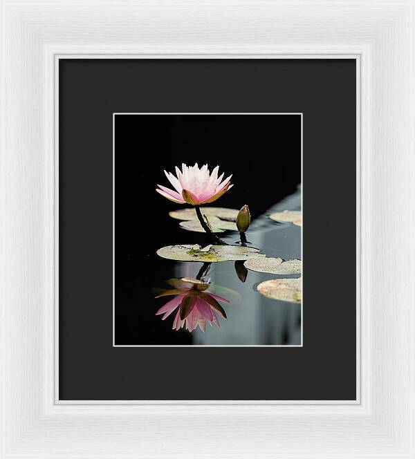 Waterlily Reflection - Framed Print