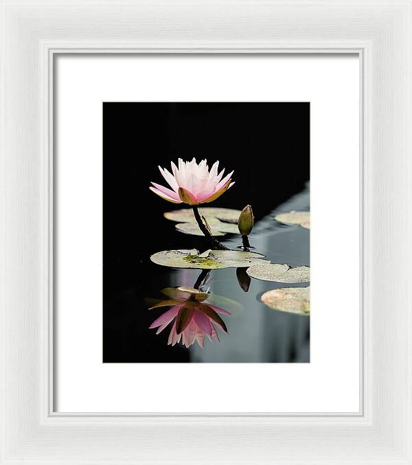 Waterlily Reflection - Framed Print