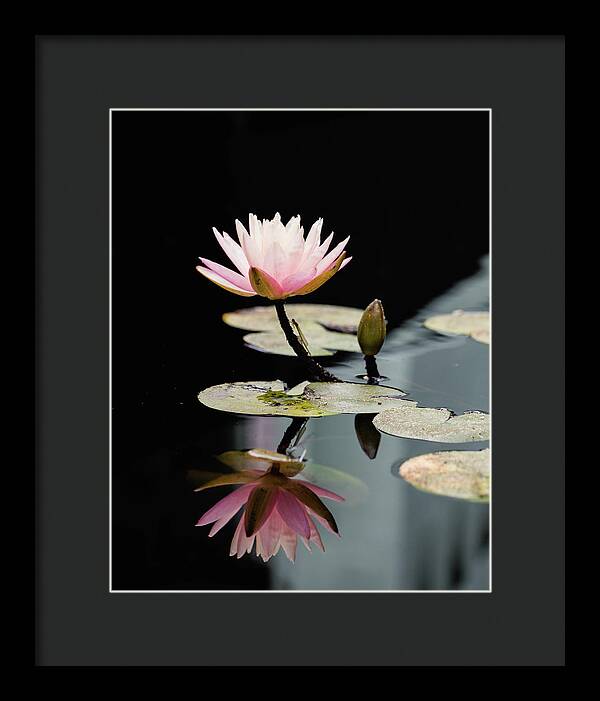 Waterlily Reflection - Framed Print