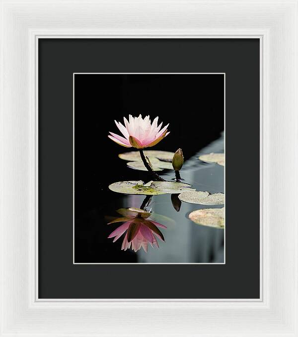 Waterlily Reflection - Framed Print