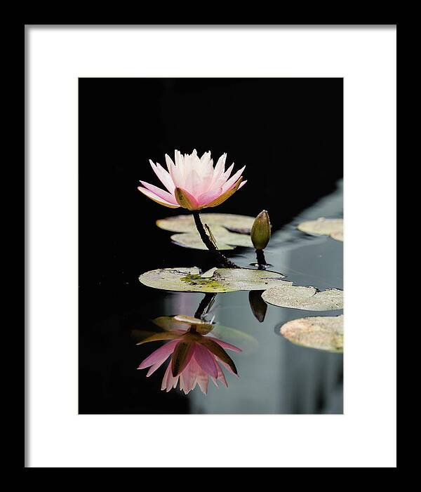 Waterlily Reflection - Framed Print