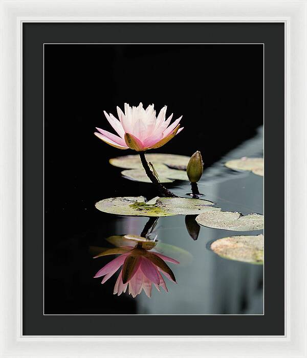 Waterlily Reflection - Framed Print