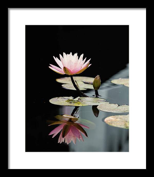 Waterlily Reflection - Framed Print