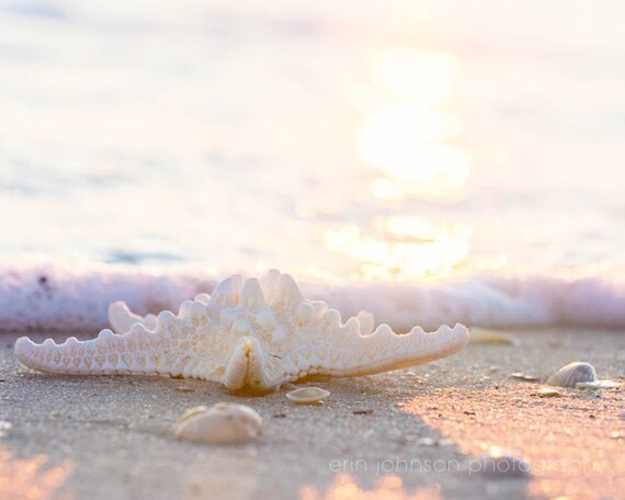 Sunlight Starfish | Beach Landscape Photography Print