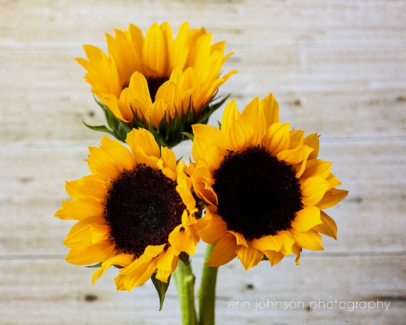 Yellow Sunflowers | Floral Photography Print