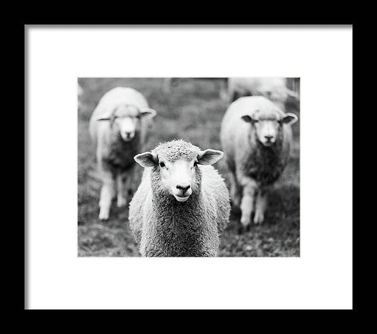 a black and white photo of three sheep