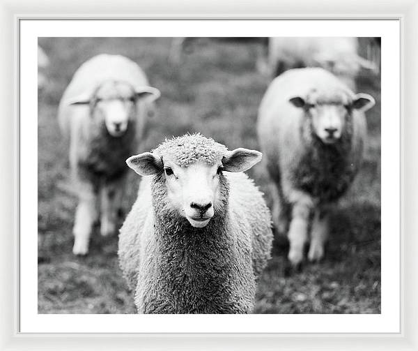 Black and White Sheep - Framed Print