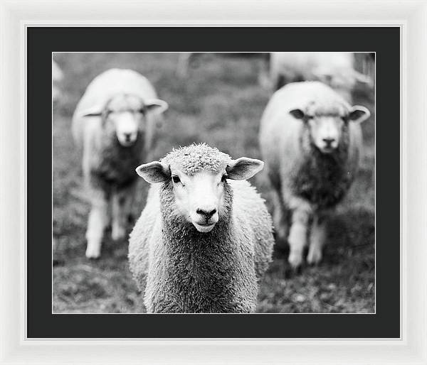 Black and White Sheep - Framed Print