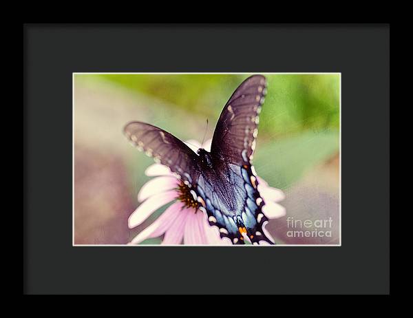 Eastern Tiger Swallowtail - Framed Print