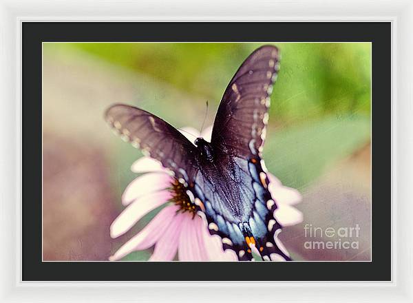 Eastern Tiger Swallowtail - Framed Print