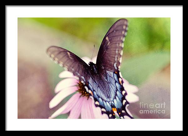 Eastern Tiger Swallowtail - Framed Print