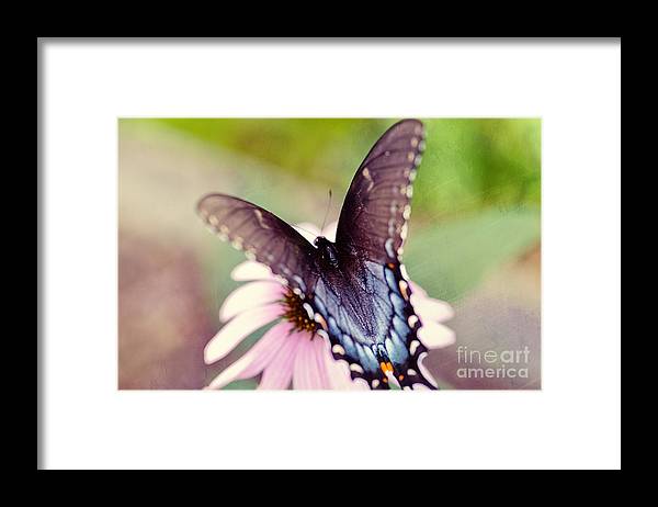 a blue and white butterfly sitting on a flower