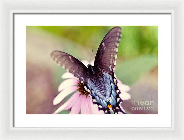 Eastern Tiger Swallowtail - Framed Print