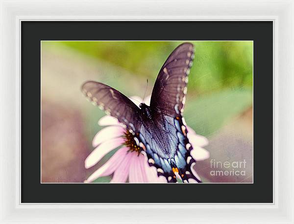 Eastern Tiger Swallowtail - Framed Print