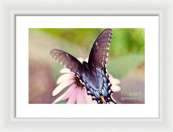 Eastern Tiger Swallowtail - Framed Print