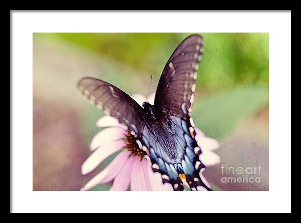 Eastern Tiger Swallowtail - Framed Print