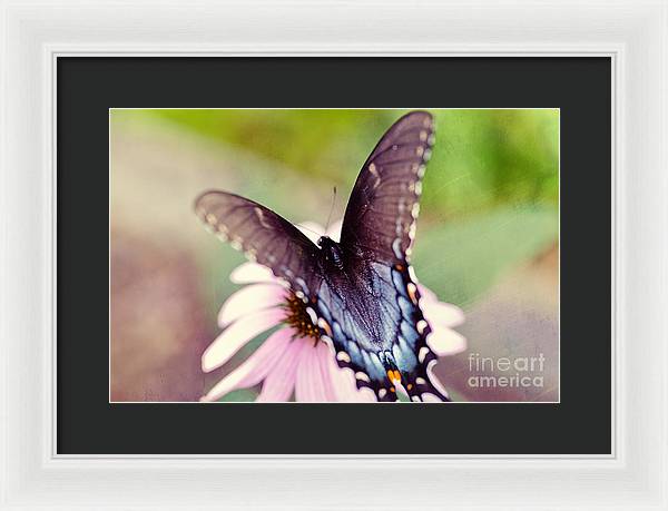 Eastern Tiger Swallowtail - Framed Print