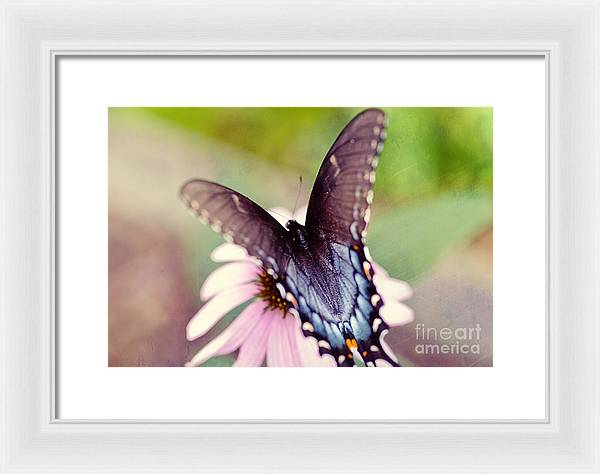 Eastern Tiger Swallowtail - Framed Print