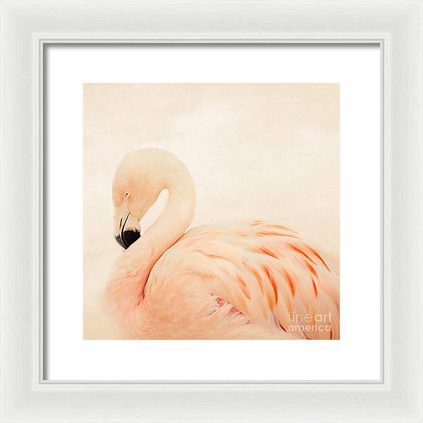 Pink Flamingo - Framed Print