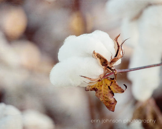 A close-up photograph of a cotton boll with a neutral background