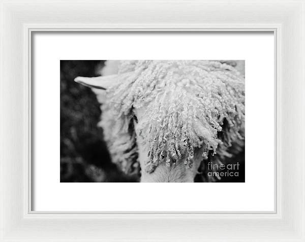 Black and White Sheep - Farmhouse Framed Print